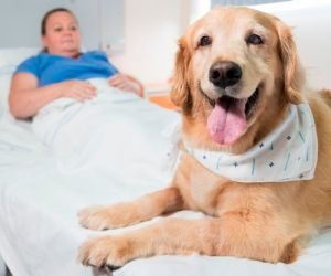 Sancionada lei que permite visita de animais em hospitais de MS