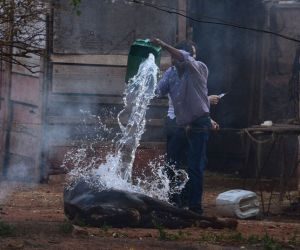 Cavalos viram alvos de abelhas após ataque de enxame