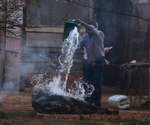 Cavalos viram alvos de abelhas após ataque de enxame
