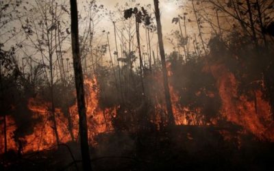 Investidores internacionais pede ação urgente na Amazônia