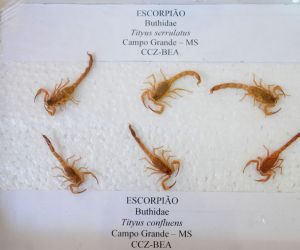 Incidentes com escorpiões aumentam 34% na Capital