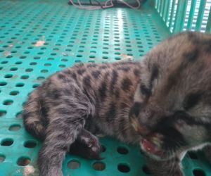 Filhote de onça-parda  é resgatado em canavial