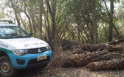 Polícia Militar Ambiental de Miranda autua dono de chácara em R$ 6 mil por derrubada de árvores ilegalmente