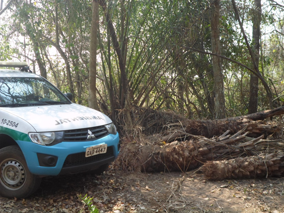 Polícia Militar Ambiental de Miranda autua dono de chácara em R$ 6 mil por derrubada de árvores ilegalmente