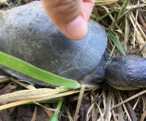 Estudantes desenvolvem pesquisa ambiental em lagoa da Capital