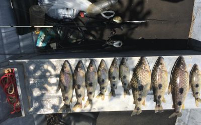 Megaoperação antecede piracema e cota zero