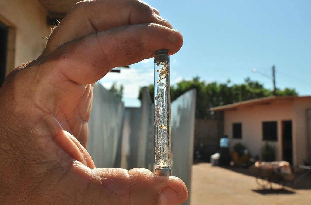 MS tem uma notificação de dengue a cada 5 minutos