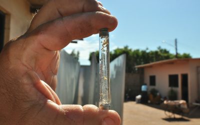 MS tem uma notificação de dengue a cada 5 minutos