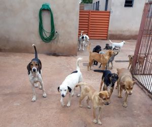 MS é o terceiro estado com menos animais abandonados no País