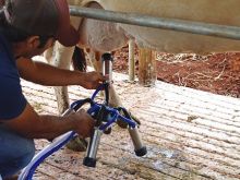 Produção leiteira em Mato Grosso do Sul tem queda de 47%