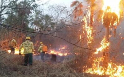 Em apenas 3 dias, Estado bate recorde de queimada dos últimos 7 anos