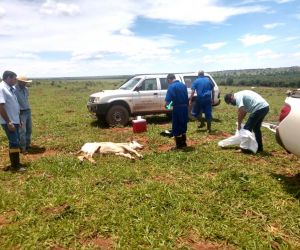 Raiva mata quatro bovinos em MS  e coloca Iagro em alerta