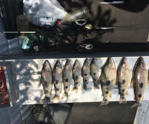 Após reivindicações, Governo vai rever tamanhos para peixes em decreto