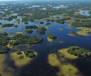 Dia do Pantanal pode entrar no calendário de eventos de Mato Grosso do Sul