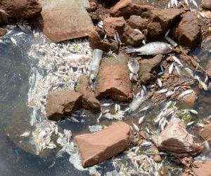 Composto químico pode ter provocado a morte de peixes