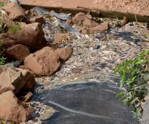 Após mau cheiro e água turva, peixes aparecem mortos no Anhanduí