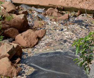 Após mau cheiro e água turva, peixes aparecem mortos no Anhanduí