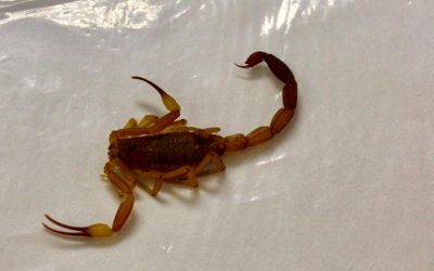 Médico destaca ações que podem evitar acidentes com escorpiões