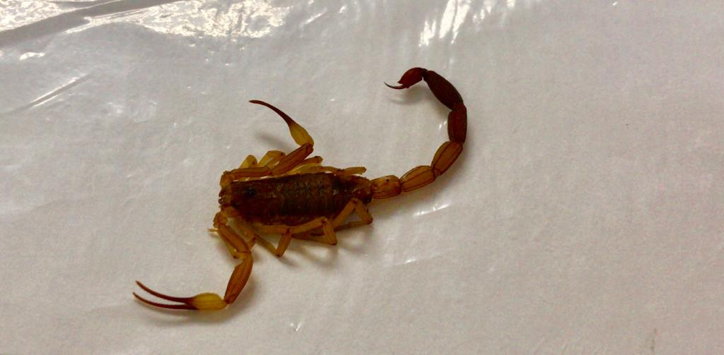 Médico destaca ações que podem evitar acidentes com escorpiões