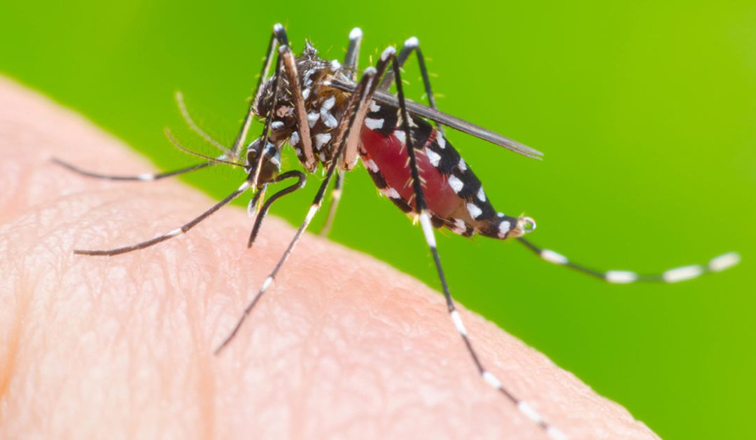 Dos 79 municípios de MS, 75 enfrentam epidemia de dengue