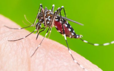 Dos 79 municípios de MS, 75 enfrentam epidemia de dengue