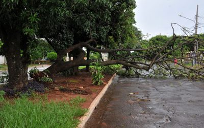Chuva com vento derruba várias árvores em avenida