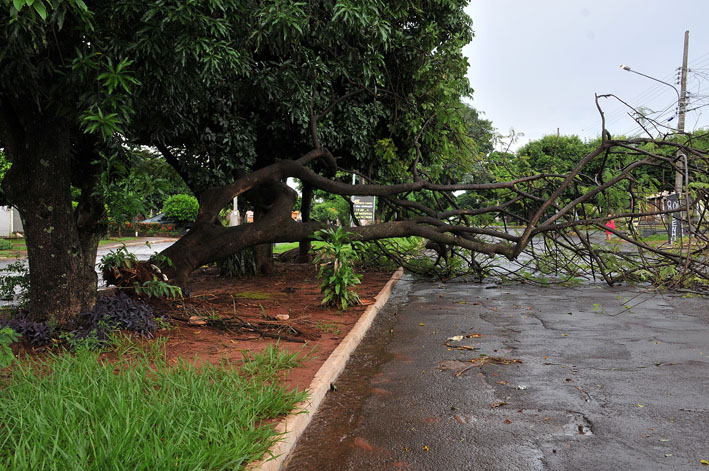 Chuva com vento derruba várias árvores em avenida