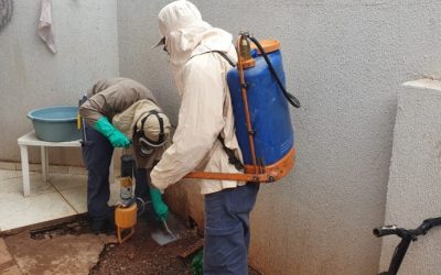 Por dia, CCZ recebe 19 pedidos para exterminar escorpiões em residências