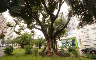 Campo Grande entra para o clube das cidades mais arborizadas do mundo, com Paris e Nova York