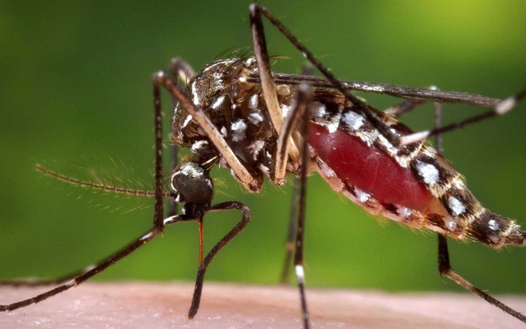 Taquarussu é a única cidade de MS sem casos de dengue em 2020, aponta Saúde