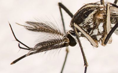 Com três novas vítimas, mortes por dengue já quase superam as do ano passado