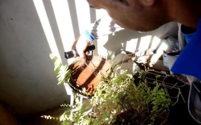 Com três novas mortes, MS é o segundo Estado com maior incidência de dengue