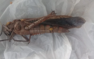 Chuva de gafanhoto já chegou? Morador se assusta ao encontrar inseto em Sidrolândia
