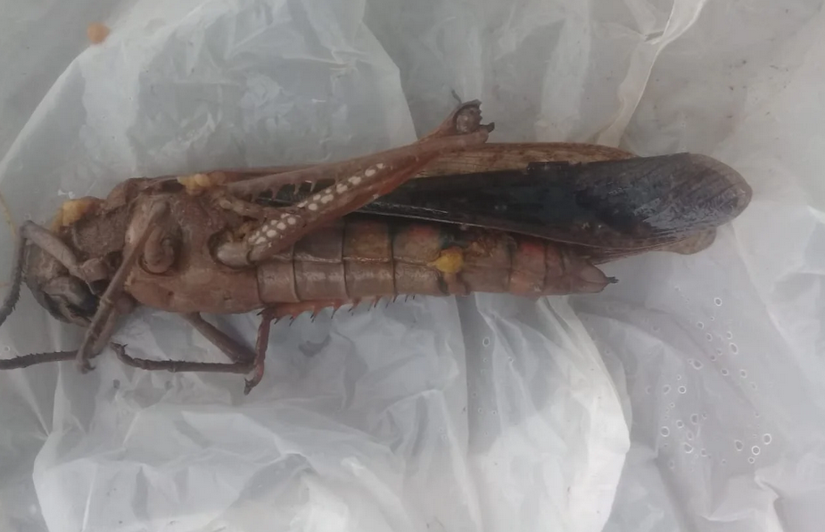 Chuva de gafanhoto já chegou? Morador se assusta ao encontrar inseto em Sidrolândia