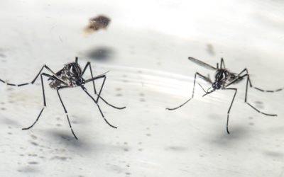 Fiocruz retoma projeto com mosquitos que combatem a dengue