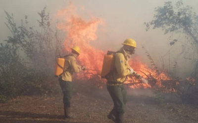 Em 24h, mais 185 focos de calor são registrados no Pantanal, alerta Ibama