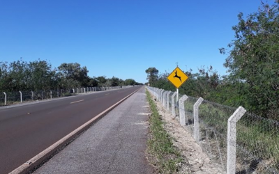 ‘Rodovia da morte’: Cercas na BR-262 completam um ano com DNIT e Ibama calados sobre eficácia