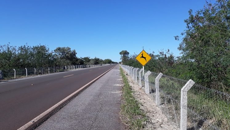 ‘Rodovia da morte’: Cercas na BR-262 completam um ano com DNIT e Ibama calados sobre eficácia