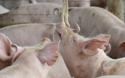 Conselho do FCO aprova R$ 71 milhões em financiamentos para a suinocultura