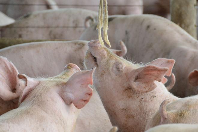 Conselho do FCO aprova R$ 71 milhões em financiamentos para a suinocultura