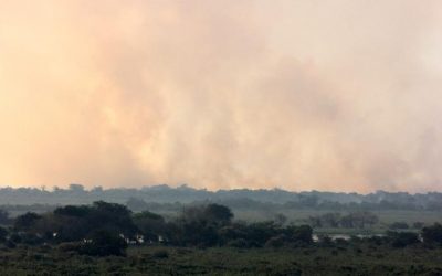 Perícia afirma que incêndio no Pantanal mato-grossense foi intencional