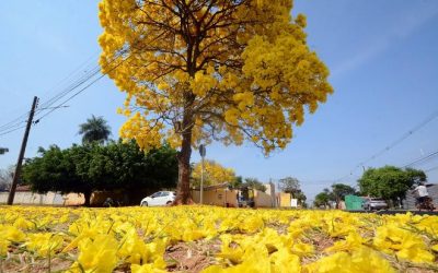 Empresa vai doar 10 mil mudas de espécies nativas em comemoração ao Dia da Árvore
