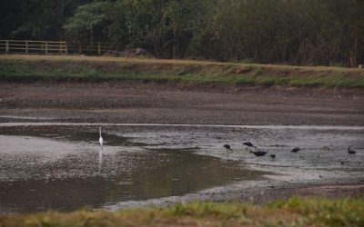 Barragem do Córrego Lageado secou e só chuva pode normalizar abastecimento