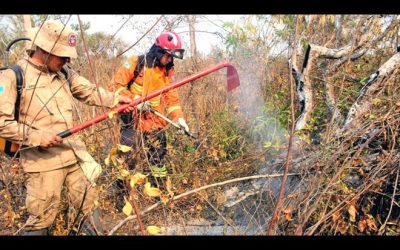 Número de autuações por incêndio ambiental em 2020 já é mais que o dobro das penalidades aplicadas no ano passado