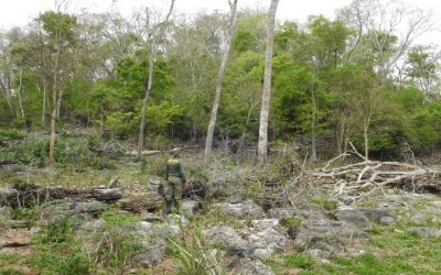 Ministério Público de MS e 17 estados iniciam Operação Mata Atlântica em Pé