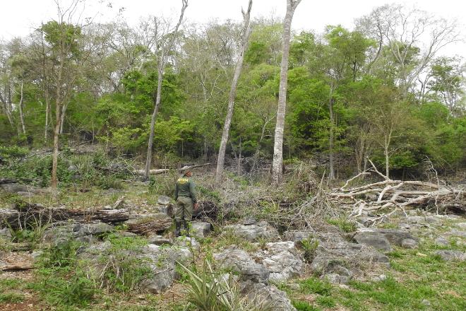 Ministério Público de MS e 17 estados iniciam Operação Mata Atlântica em Pé