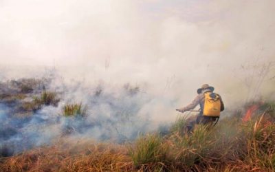 Comissão visitará o Pantanal em outubro para coletar informações sobre queimadas