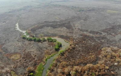 Fenômeno da decoada: volta das chuvas pode ser ‘tragédia extra’ ao Pantanal