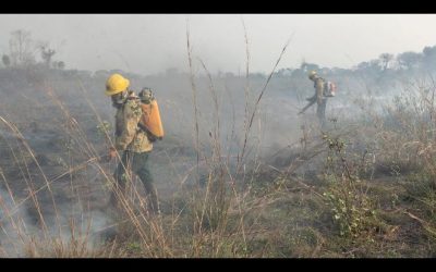 Pantanal de MS corresponde a 79% da área total atingida pelo fogo nos últimos dias
