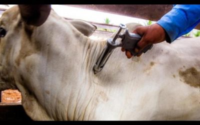 Campanha de vacinação contra a febre aftosa começa no domingo em Mato Grosso do Sul
